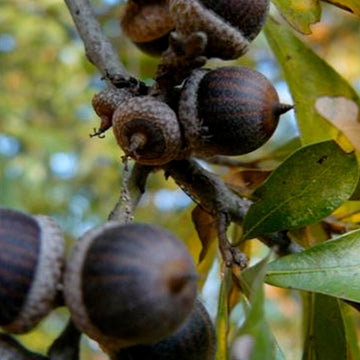 Image of water oak acorns in a tree.